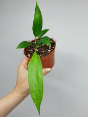 Anthurium Wendlingeri