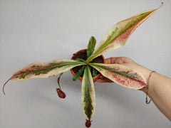 Nepenthes Viking x Ampullaria Variegata