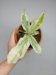 Nepenthes Viking x Ampullaria Variegata