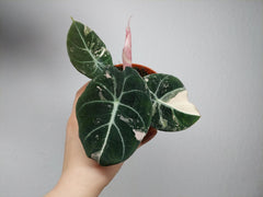 Alocasia Black Velvet Pink Variegata