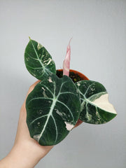 Alocasia Black Velvet Pink Variegata