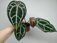 Anthurium Zara x Michelle X Michelle
