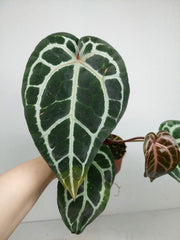 Anthurium Zara x Michelle X Michelle