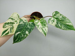 Philodendron Emerald Queen Variegata