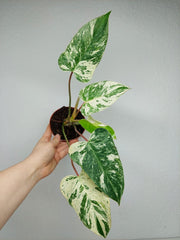 Philodendron Emerald Queen Variegata