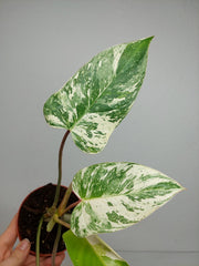 Philodendron Emerald Queen Variegata