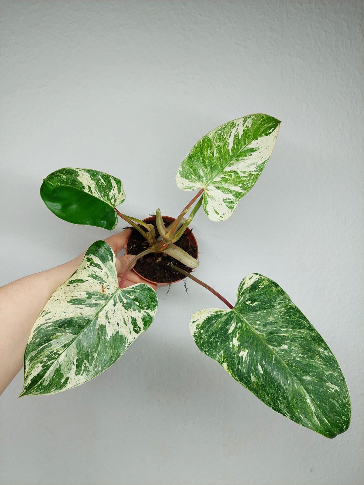 Philodendron Emerald Queen Variegata