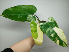 Philodendron Whipple Way