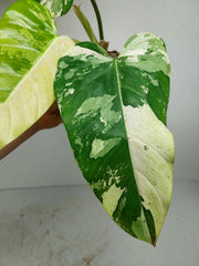 Philodendron Whipple Way