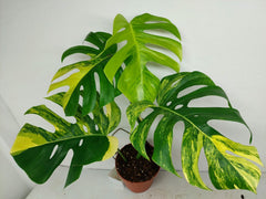 Monstera Aurea