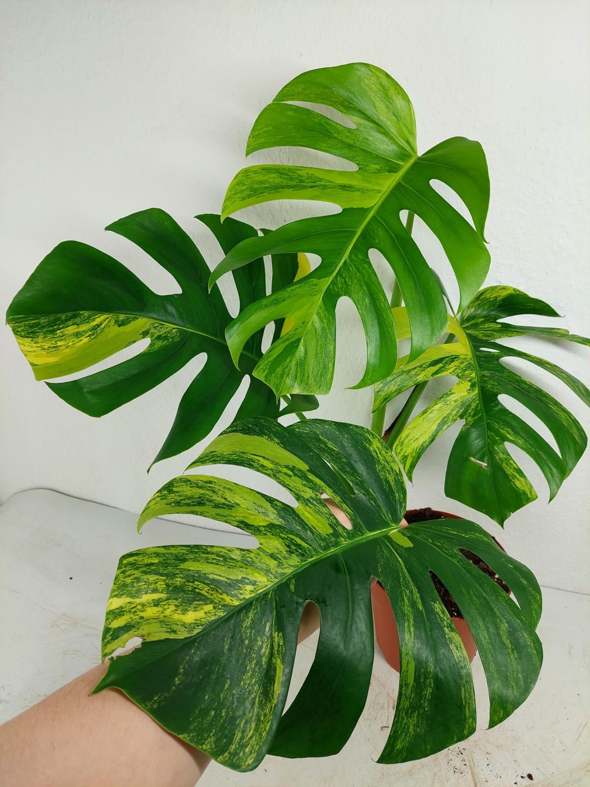 Monstera Aurea