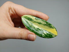 Zamioculcas Zamiifolia Variegata