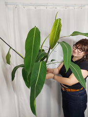 Philodendron Heterocraspedon