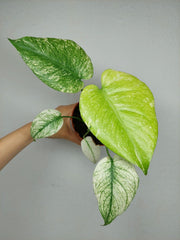 Monstera Mint