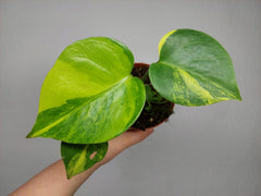 Monstera Aurea Yellow Marilyn