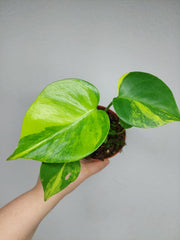 Monstera Aurea Yellow Marilyn