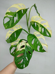 Monstera Adansonii Variegata