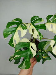 Monstera Minima / Raphidophora Tetrasperma Variegata