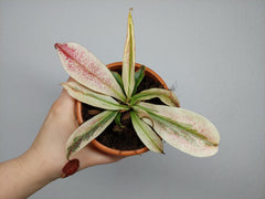 Nepenthes Viking x Ampullaria Variegata