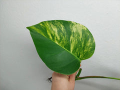 Monstera Aurea Stecklinge