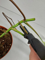 Monstera Aurea Stecklinge