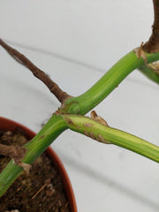 Monstera Aurea Stecklinge