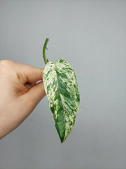 Epipremnum Cebu Blue Variegata Steckling