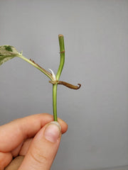 Epipremnum Cebu Blue Variegata Steckling