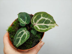 Anthurium Red Crystallinum Variegata