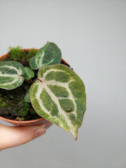 Anthurium Red Crystallinum Variegata