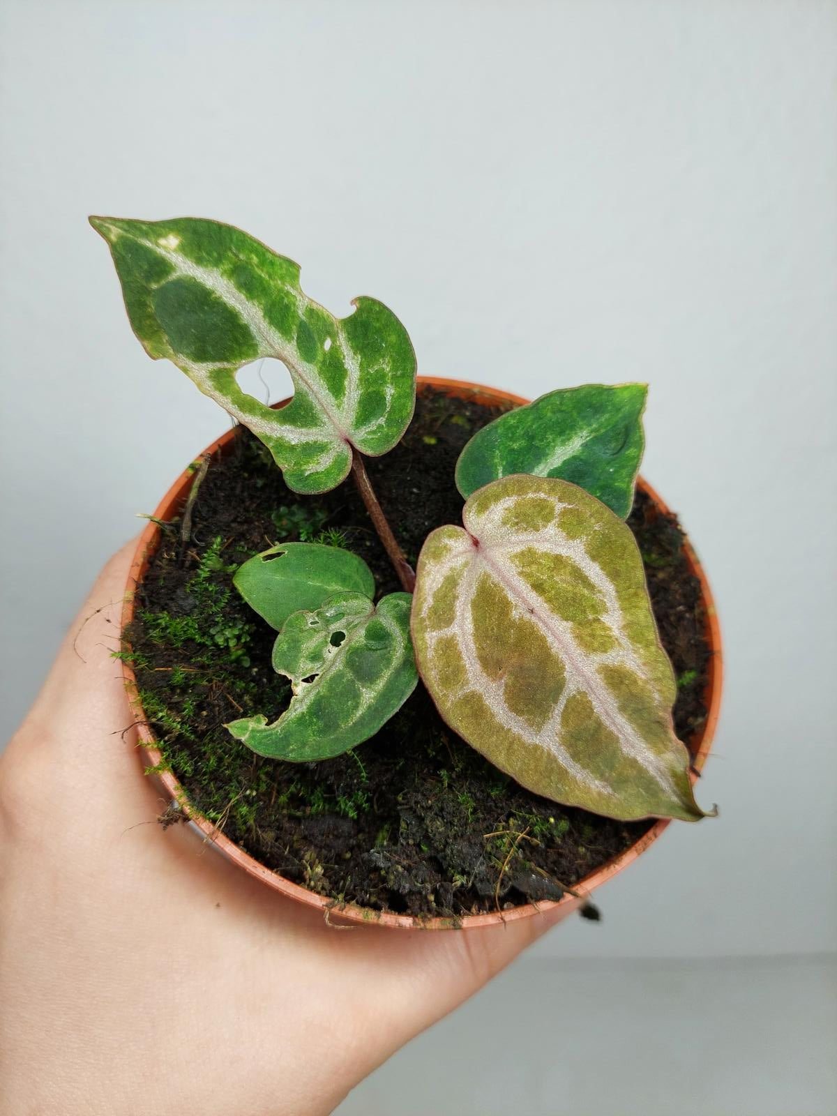 Anthurium Red Crystallinum Variegata