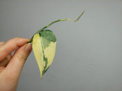 Scindapsus Mayari Variegata Steckling