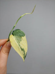 Scindapsus Mayari Variegata Steckling