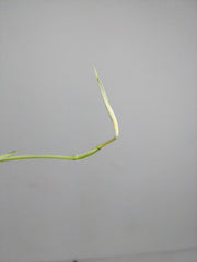 Scindapsus Mayari Variegata Steckling