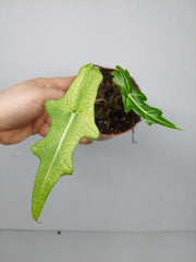 Alocasia Portei Ghost Variegata