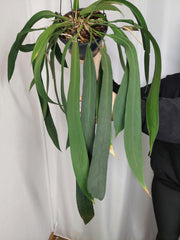 Anthurium Vittarifolium Groß