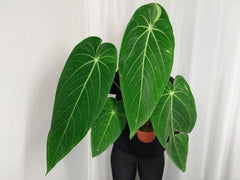 Anthurium Warocqueanum x Waterburyanum