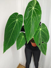 Anthurium Warocqueanum x Waterburyanum