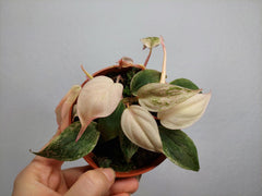 Philodendron Micans Pink