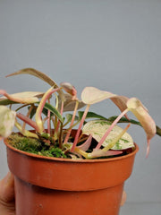 Philodendron Micans Pink