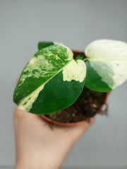 Monstera Jungle Mint