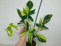 Philodendron Florida Beauty