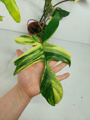 Philodendron Florida Beauty