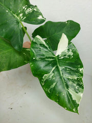 Alocasia Macrorrhiza Variegata