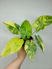 Alocasia Gageana Aurea Variegata