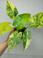 Alocasia Gageana Aurea Variegata