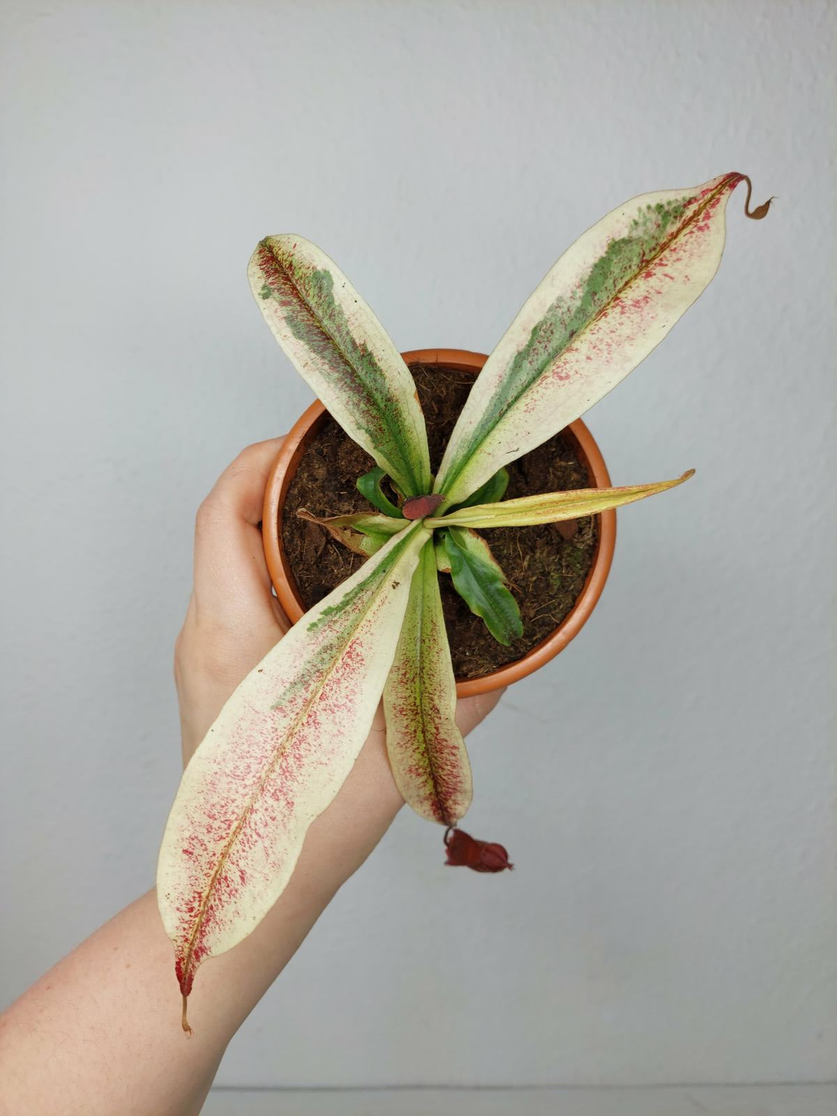 Nepenthes Viking x Ampullaria Variegata