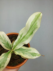 Nepenthes Viking x Ampullaria Variegata