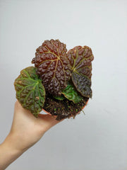 Begonia Ferox