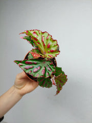 Begonia Pink Dottie